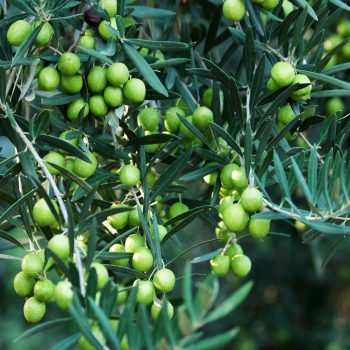 Close up of green olives on olive tree.