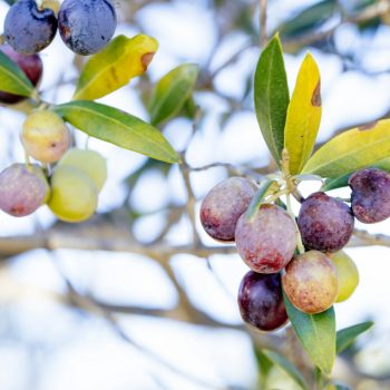 Oil purple olives hanging from the olive tree