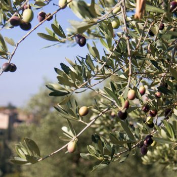 Olive tree and olives in Tuscany