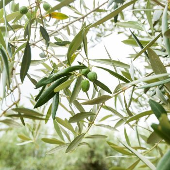 Olives on olive tree