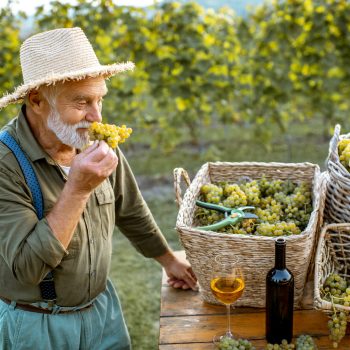 Senior winemaker with wine and grapes on the vineyard