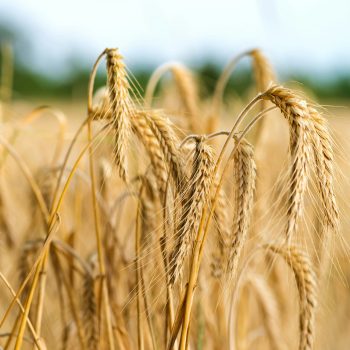 Spikelets of wheat in the sunlight. Wheat field