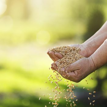 Wheat grains fall from old hand in the wheat field at the golden hour time. Concept of the peace.