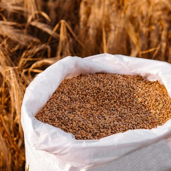 wheat grains in a bag with ears