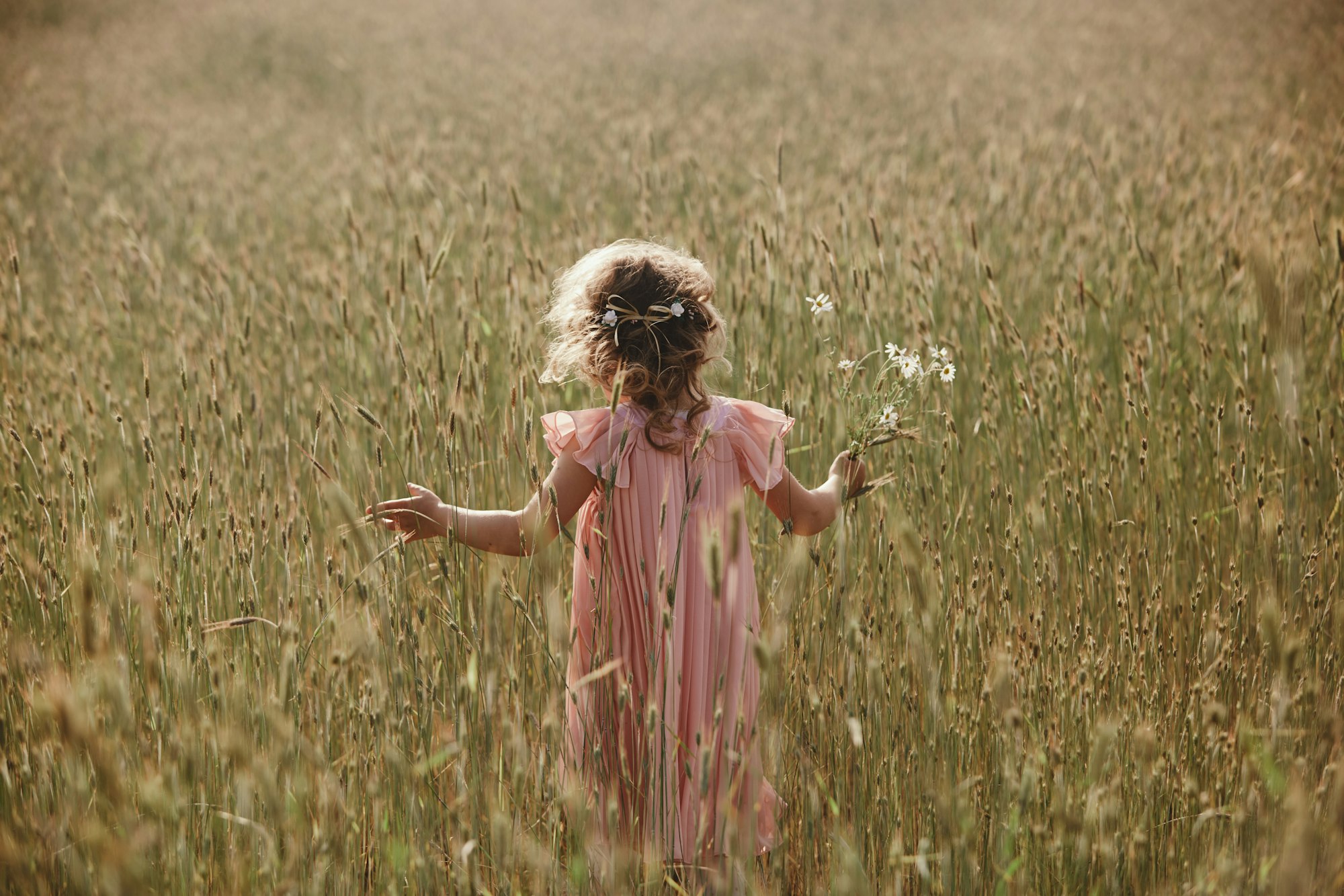 little girl in a wheat field. little girl with a bouquet of wheat in the sunlight. outdoor shot