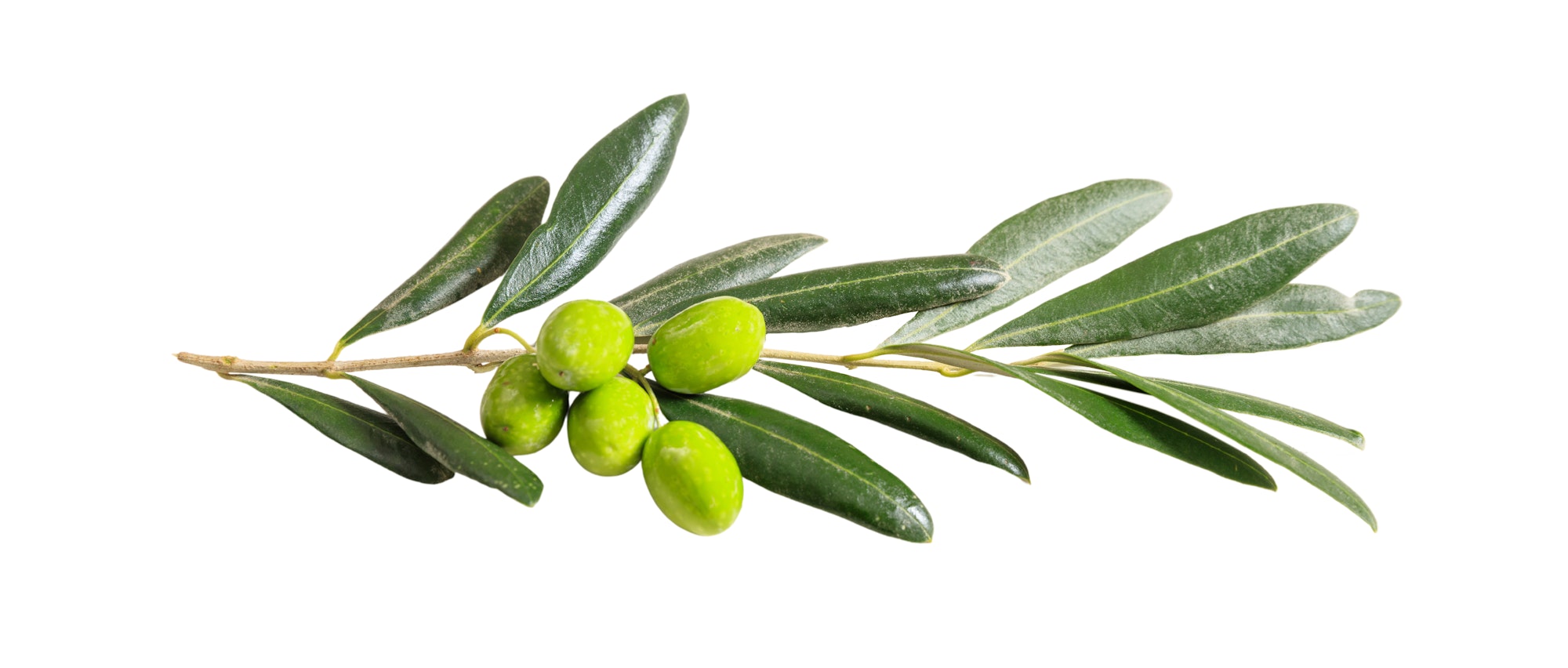 Olive tree branch isolated on white background,