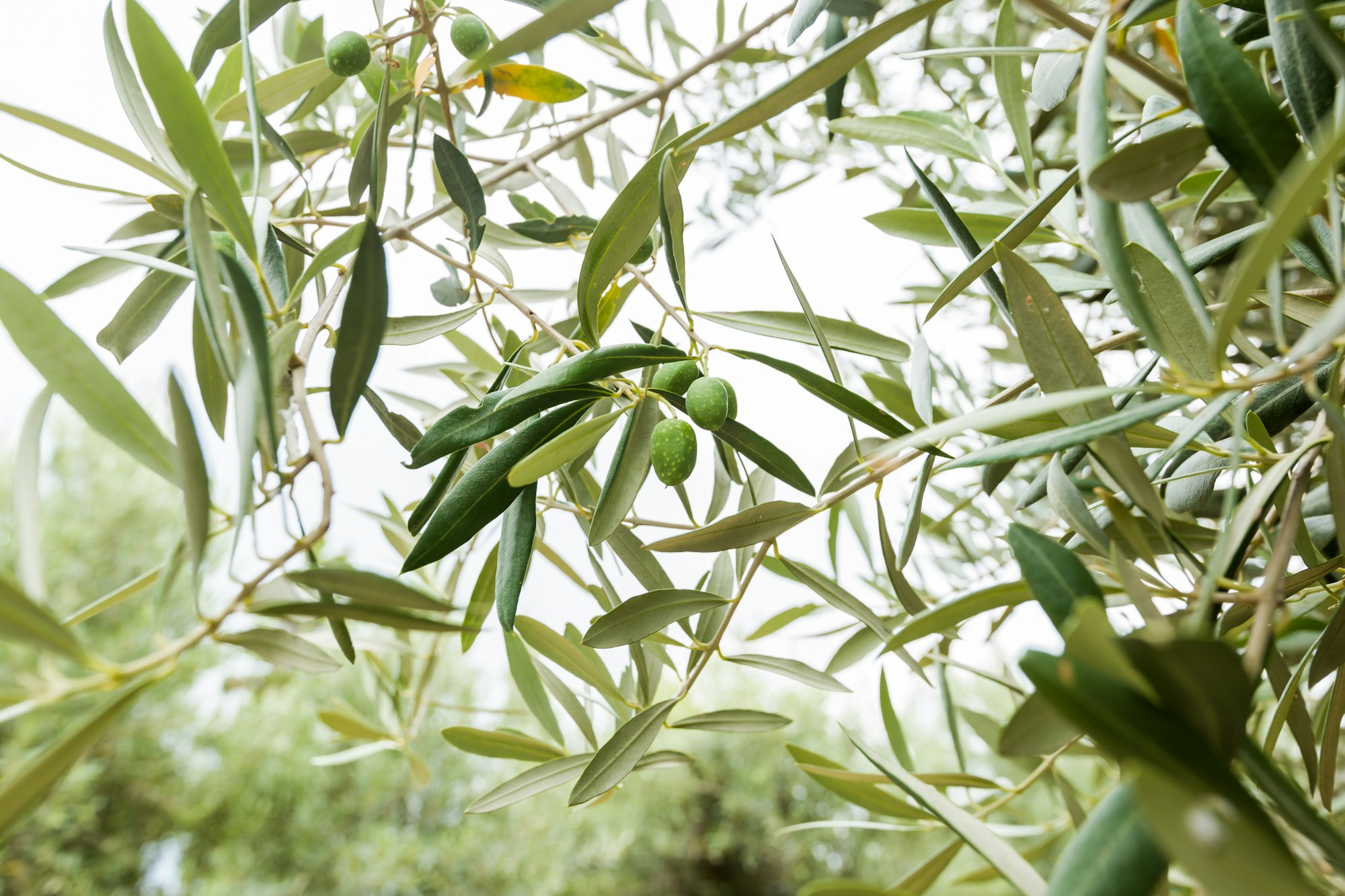 Olives on olive tree