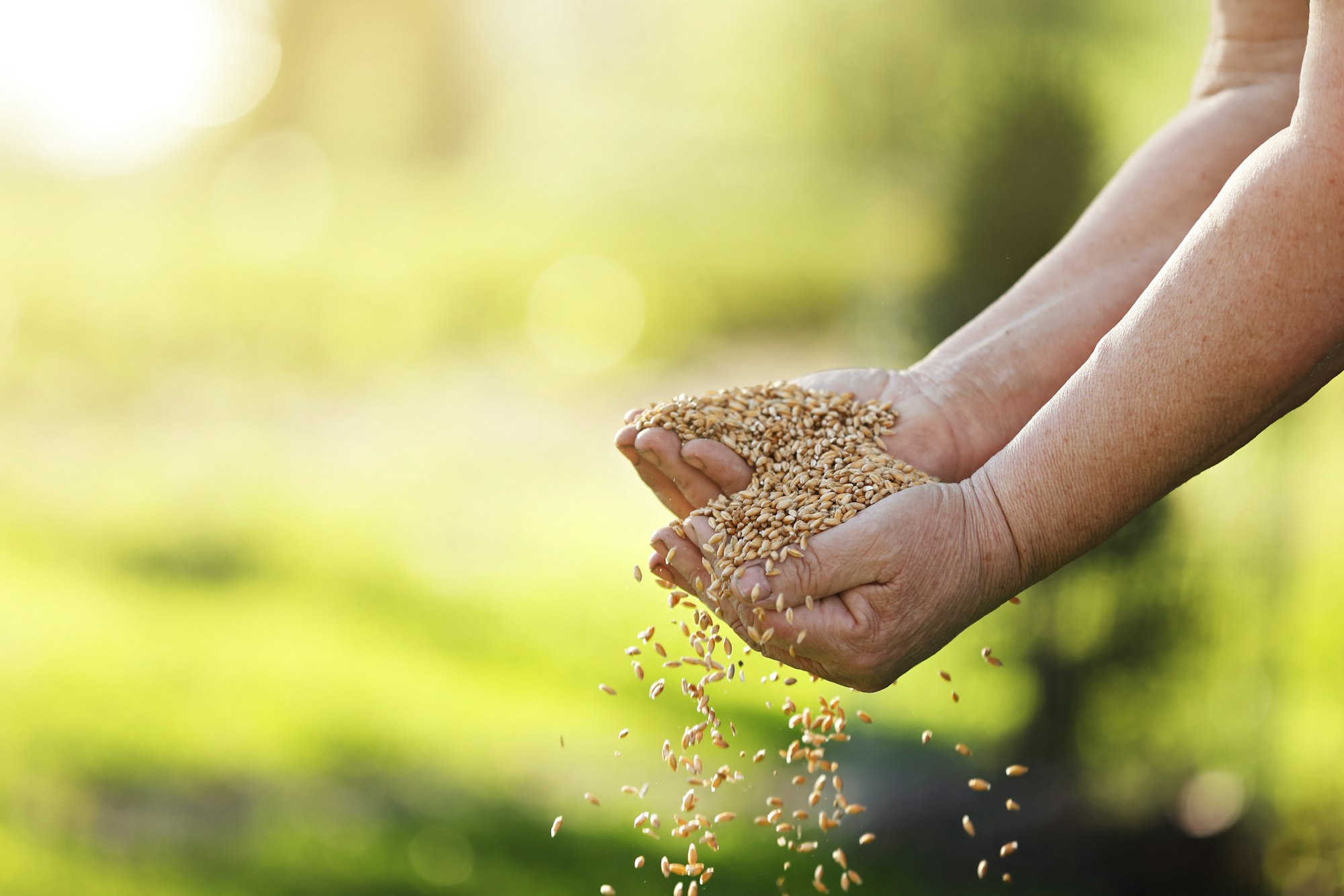 Wheat grains fall from old hand in the wheat field at the golden hour time. Concept of the peace.